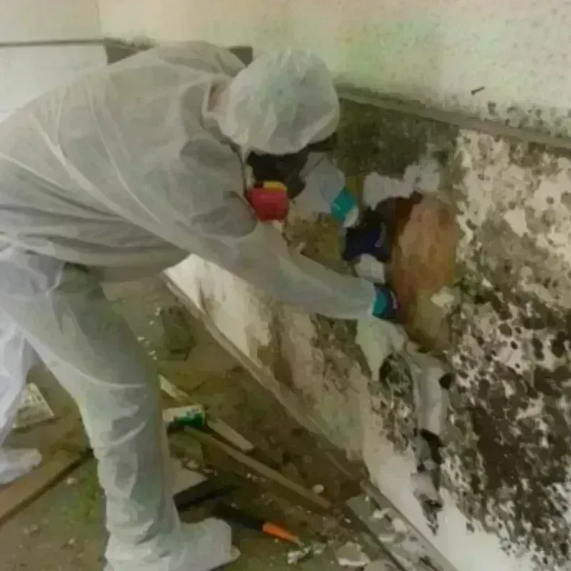 Mold Remediation and Removal in Dunbar, WV